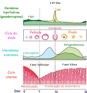 Ciclo ovulatório - Variação dos hormônios