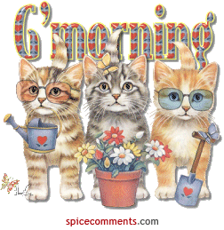3 katter