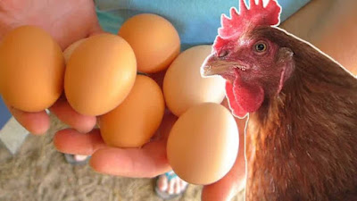 A chicken egg was sold in Britain for 47 thousand rupees
