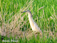 Squacco Heron – Deltebre, Spain – June 24, 2017 – photo by Roberta Palmer