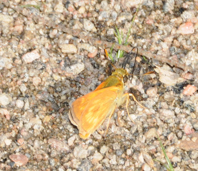 European Skipper (Thymelicus lineola)