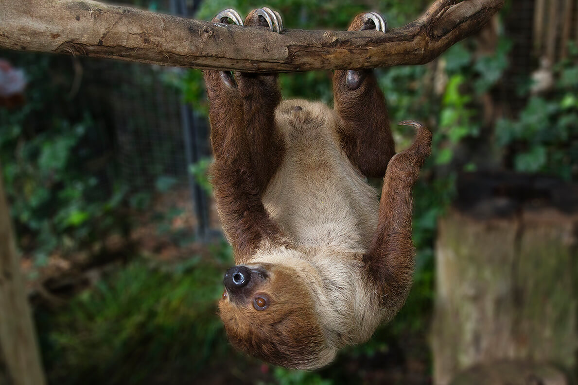 A Two-toed sloth hanging on a tree branch