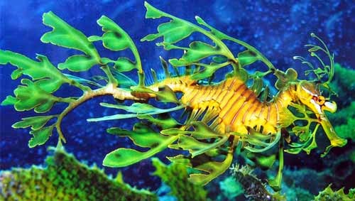 Kamuflase Leafy Sea Dragon (Naga Laut Daun)