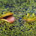 CROAKING FROGS