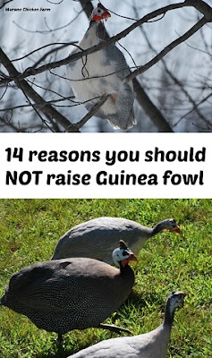 Don't raise guinea fowl