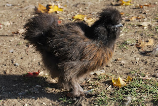 partridge silkie chick