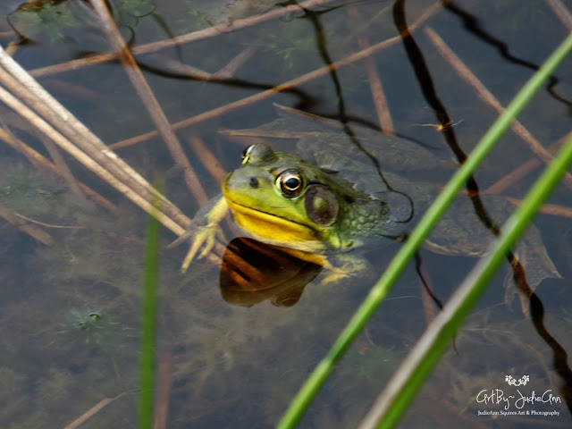 Green Frog