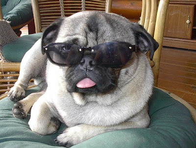 Tom Ford's 22 Essentials, Presented By Pugs Seen On www.coolpicturegallery.us