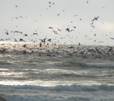 mass of birds