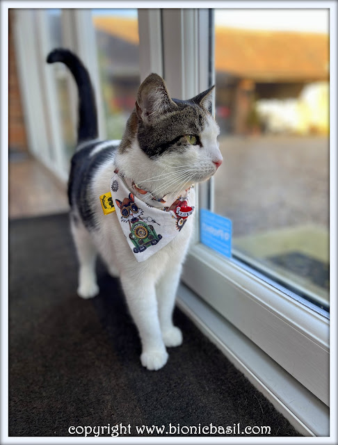 The BBHQ Midweek News Round-Up ©BionicBasil® Melvyn's Modelling The Next Top Bandana Pick Steampunk Cats