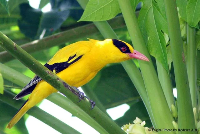 Black-naped Oriole at Papaya tree