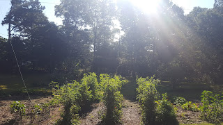 Sunlight on garden rows in late September