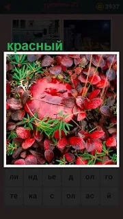  в лесу на поляне растет красный гриб с листьями вокруг