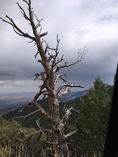 One of the old Bristlecone Pines on the road to the GBNP trailhead (Source: Palmia Observatory)