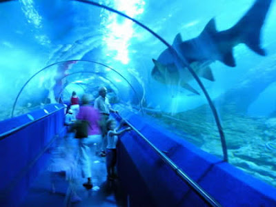 The Aquarium of Western Australia