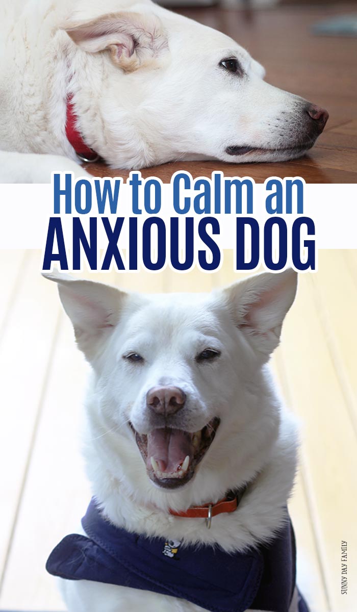 Help calm your anxious dog with these gentle strategies that really work! Help for dogs scared of thunderstorms, dogs scared of fireworks, dogs with separation anxiety, dogs with stranger anxiety, and more. Calming techniques for dogs that really work. #dogmom #dogtraining #doghealth #dogownertips