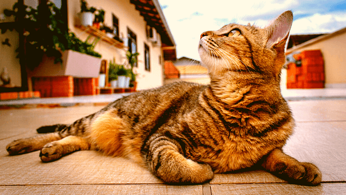  Cat Breeds and Longevity