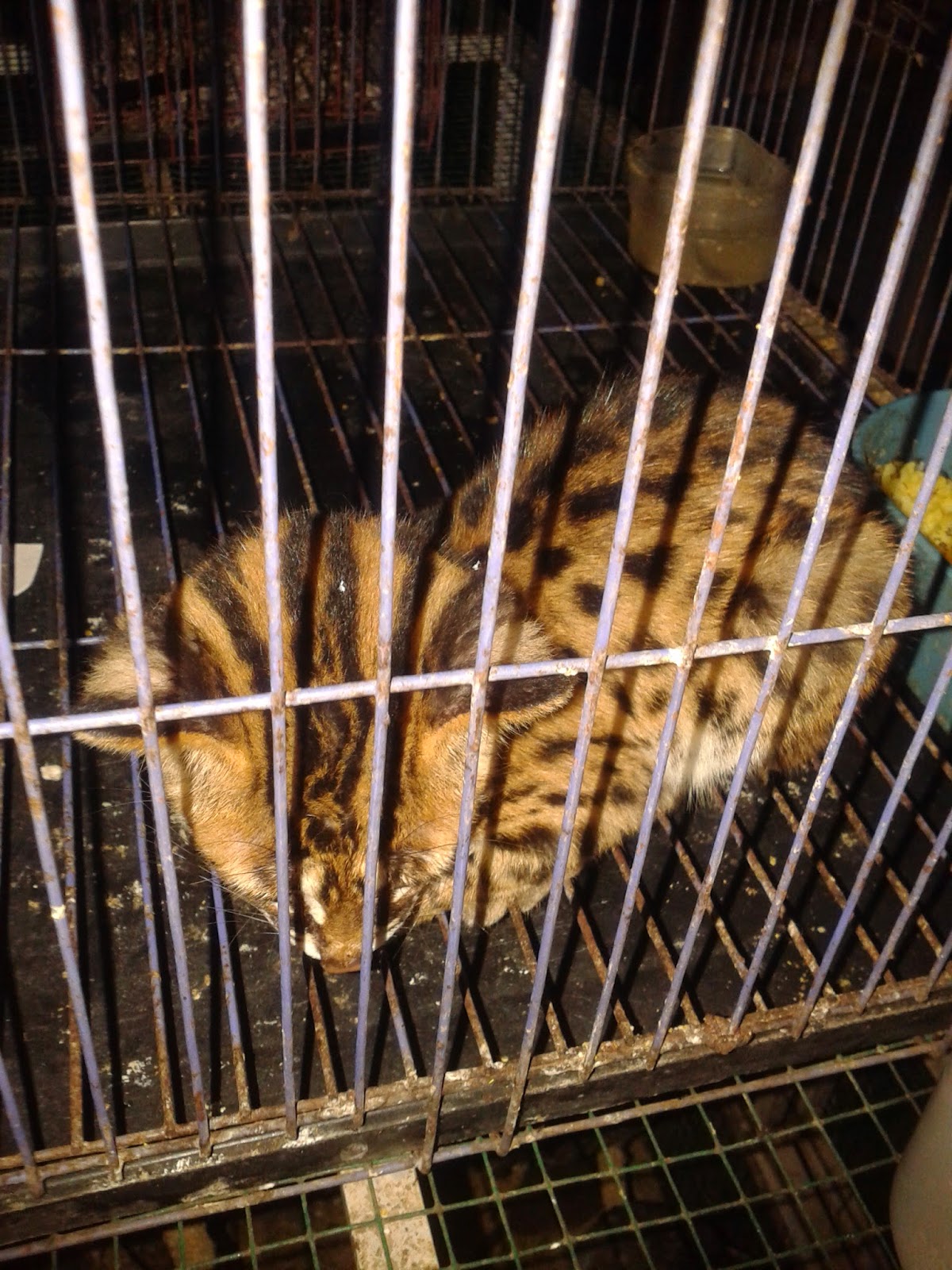 ALFredyansyah Jual Murah Kucing Hutan Blacan Macan Akar