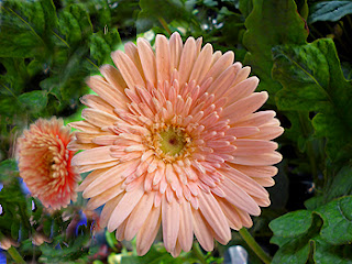 Pink Gerbera Flower Sri Lanka