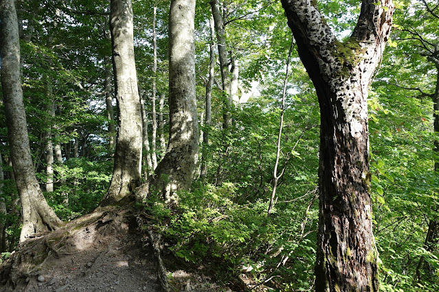 8月の大山夏山登山道