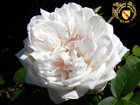 VILLERS-LES-NANCY (54) - La roseraie du Jardin botanique du Montet - Rose Marchioness of Londonderry