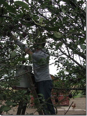 applecidermaking 003
