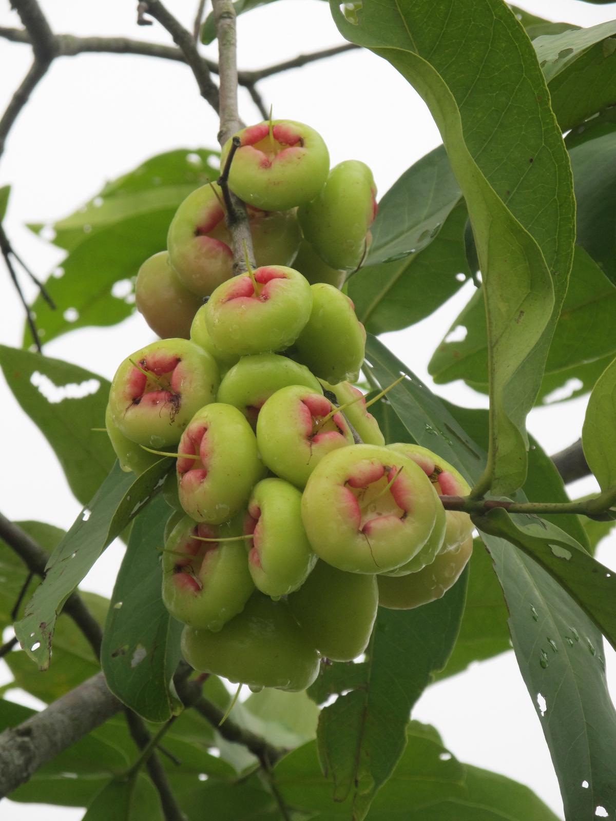 Red Java Apple (Syzygium samarangense) | Fruits on Trees ...