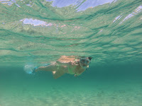 Photo sous-marine d'Aurélia en snorkeling