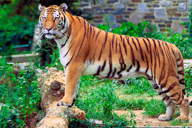 Royal Bengal Tiger