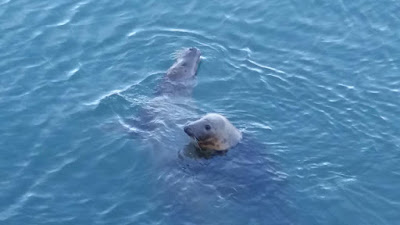 Afbeeldingsresultaat voor zeehonden in howth