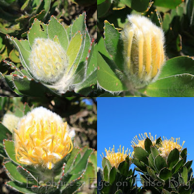 Leucospermum conocarpodendron