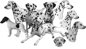 dalmatian puppy puppies breeds dog hound canine pooch canis bow-wow despicable fellow qen txakurra gos pas hond koer aso koira kutya hundur madra pets huisdieren animaux de compagnie Haustiere de companie husdjur Evcil Hayvan anifeiliaid anwes domace zvali augintiniai alagang hayop domaci zvirata kucni ljubimci animals domestics maskotak wallpaper