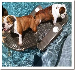 Cuide do seu cachorro no verão
