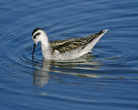 phalarope