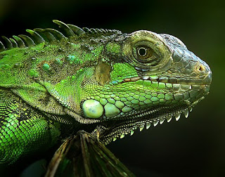 green iguana hijau mona chuckwalla merah peru laut rhinolopha animal pets