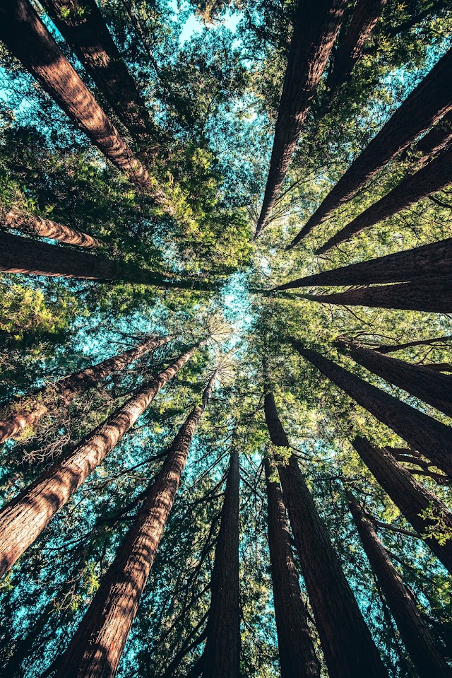 Why is the cedar tree found only in hilly areas? Why doesn't the cedar tree grow in the plains or desert? What qualities should the soil and atmosphere have for a cedar tree to grow? Why is cedar tree the national tree of Pakistan