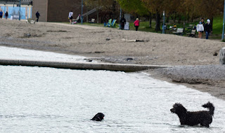 Some dogs swim, some dogs just go into water up to their knees.