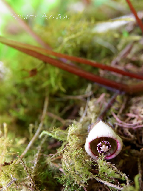 Asarum caulescens