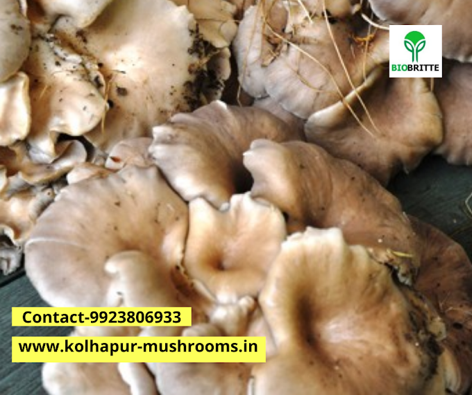 Mushroom farming in Kolhapur |  Organic mushroom cultivation | Biobritte mushroom center