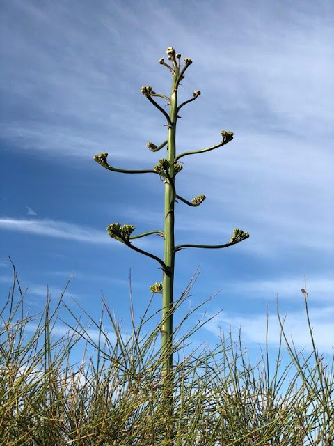 Piteira - Agave Americana  