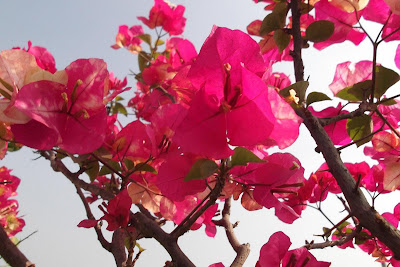 Bougainvillea