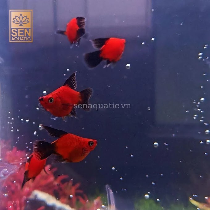 Ca mun lua Short 30K. Ca Canh Nha Trang 40 Ngo Den Thap Ba. 0899.364.925