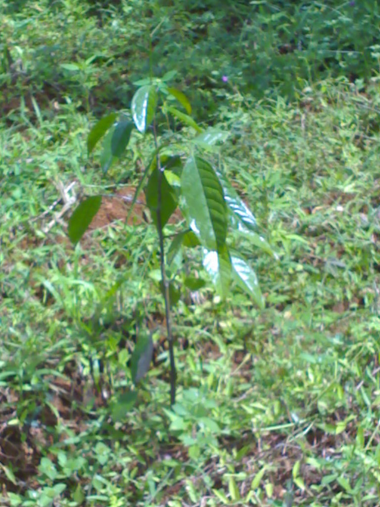 KLASIFIKASI TUMBUHAN  BERBIJI Kepel Stelechocarpus burahol 