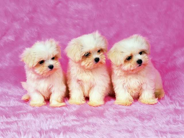 Cute Puppy HD Wallpaper Free