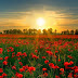 Stunning Poppy Field, England