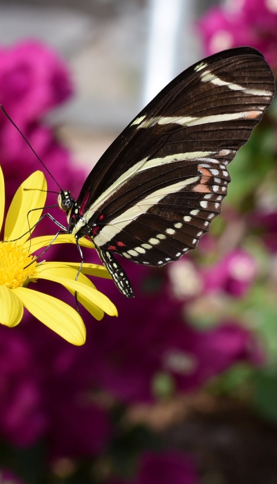 A beautiful brown butterfly.