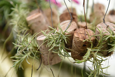 Tillandsia capillaris care and culture