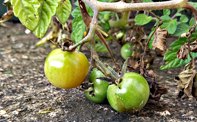 Green tomatoes