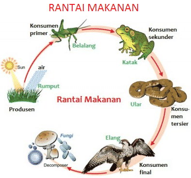 interaksi makhluk hidup, ekosistem, pengertian, contoh, jenis, rantai makanan, perumput, detritus, piramida makanan, jaring makanan, simbiosis,