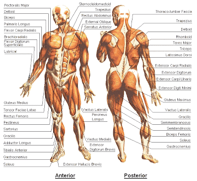 Anatomy Lecures